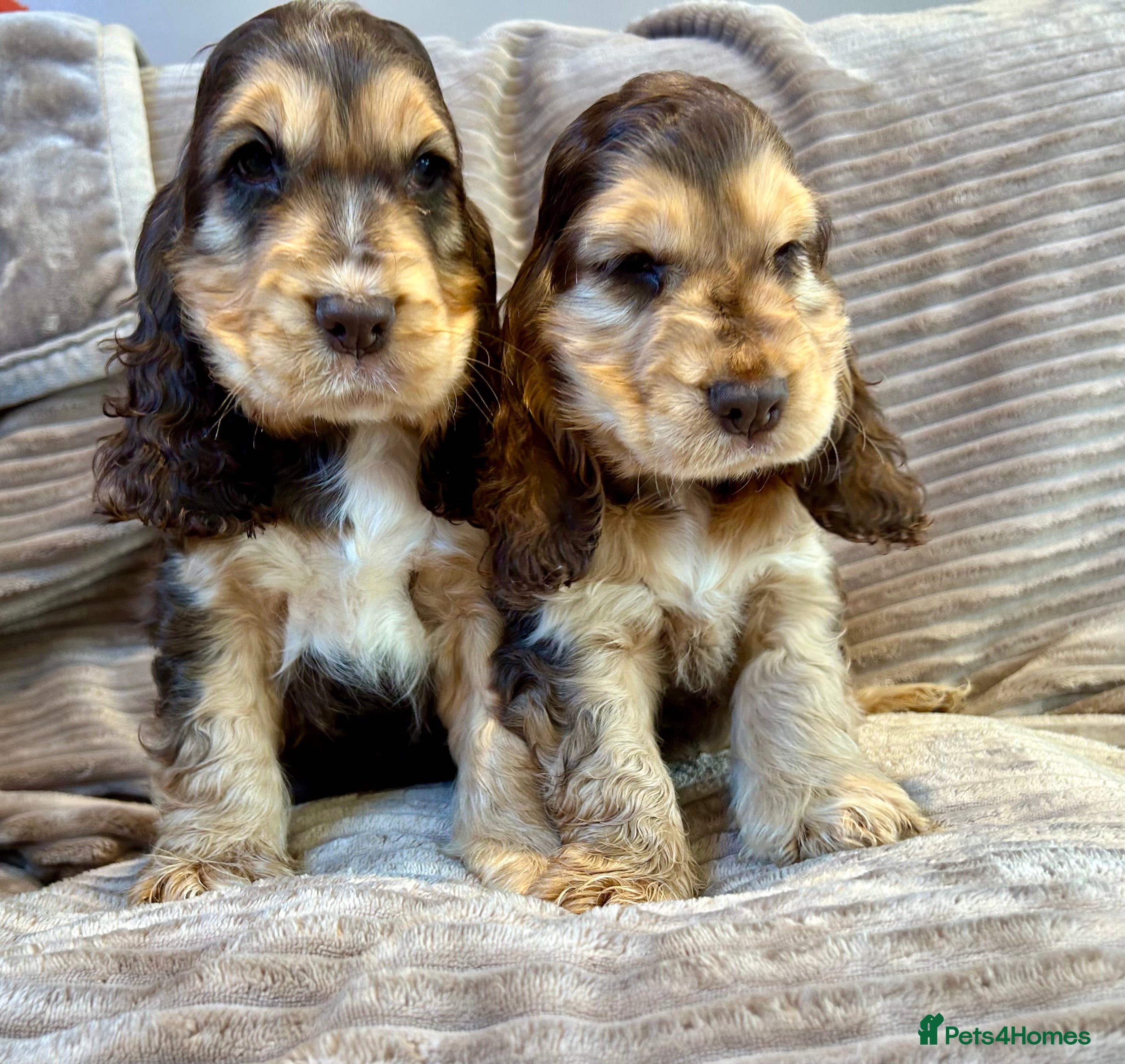 Cocker Spaniel dogs Kc reg show cocker choc sable boy’s dna clear  - Advert 14