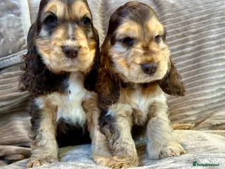 Cocker Spaniel dogs Kc reg show cocker choc sable boy’s dna clear - Advert 14