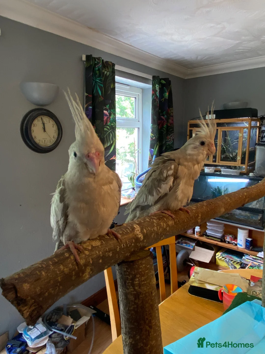 Cockatiels birds for sale: Hand reared Cockatiels  - Advert 2