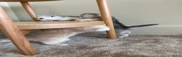 Scottish Fold cats for sale: 3 Unique Scottish Folds! - Advert 10