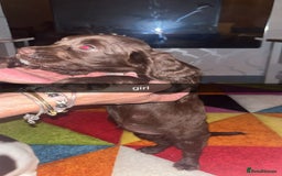 Cocker Spaniel dogs for sale: 7 pups 4 girls 3 boys  - Image 7