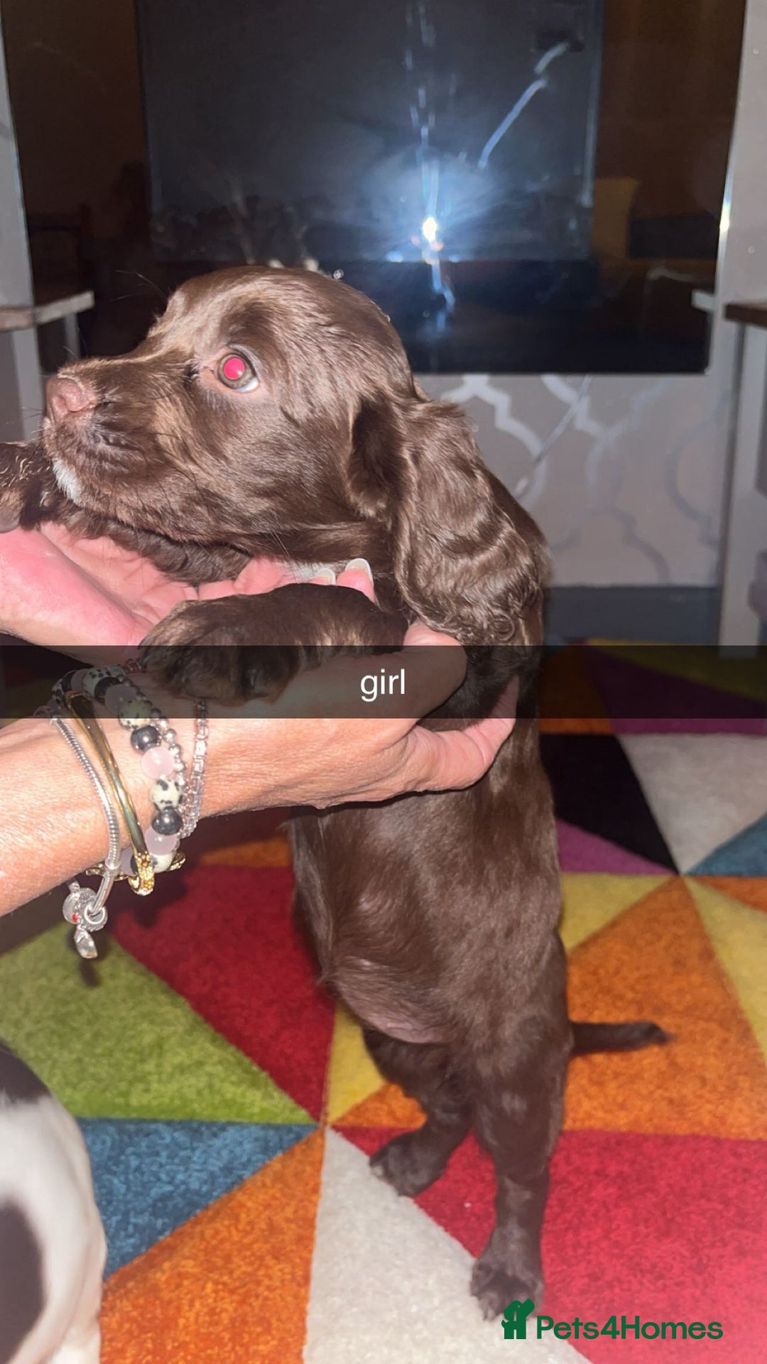 Cocker Spaniel dogs for sale: 7 pups 4 girls 3 boys  - Image 7
