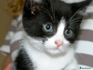 Mixed Breed cats little kitten - Advert 1