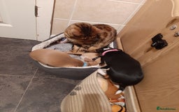 Chihuahua dogs for sale: Chihuahua for sale - Image 3