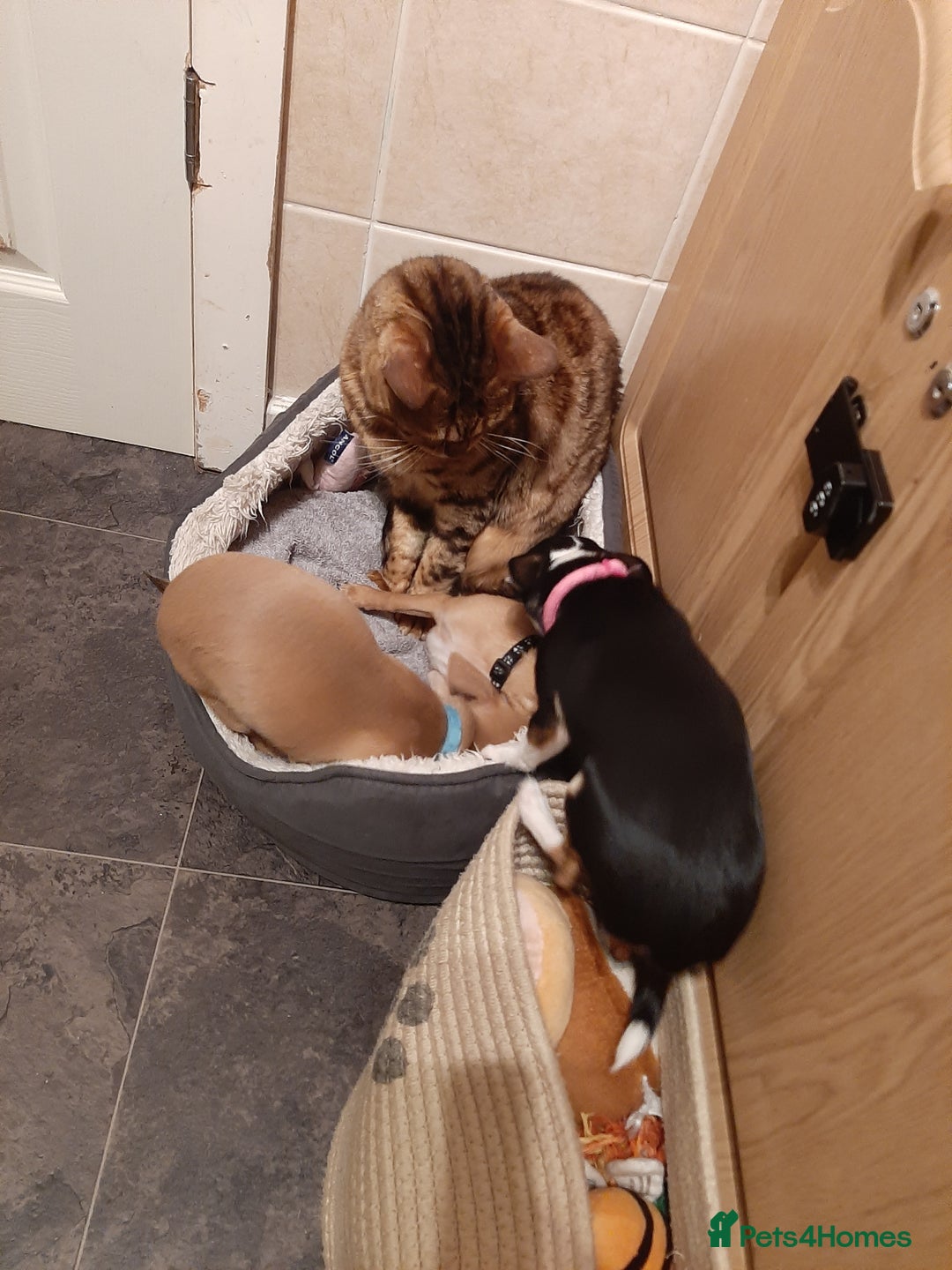 Chihuahua dogs for sale: Chihuahua for sale - Image 3