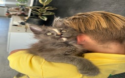 Maine Coon cats for sale: Chunky and outstanding bloodlines  in Benfleet - Image 1