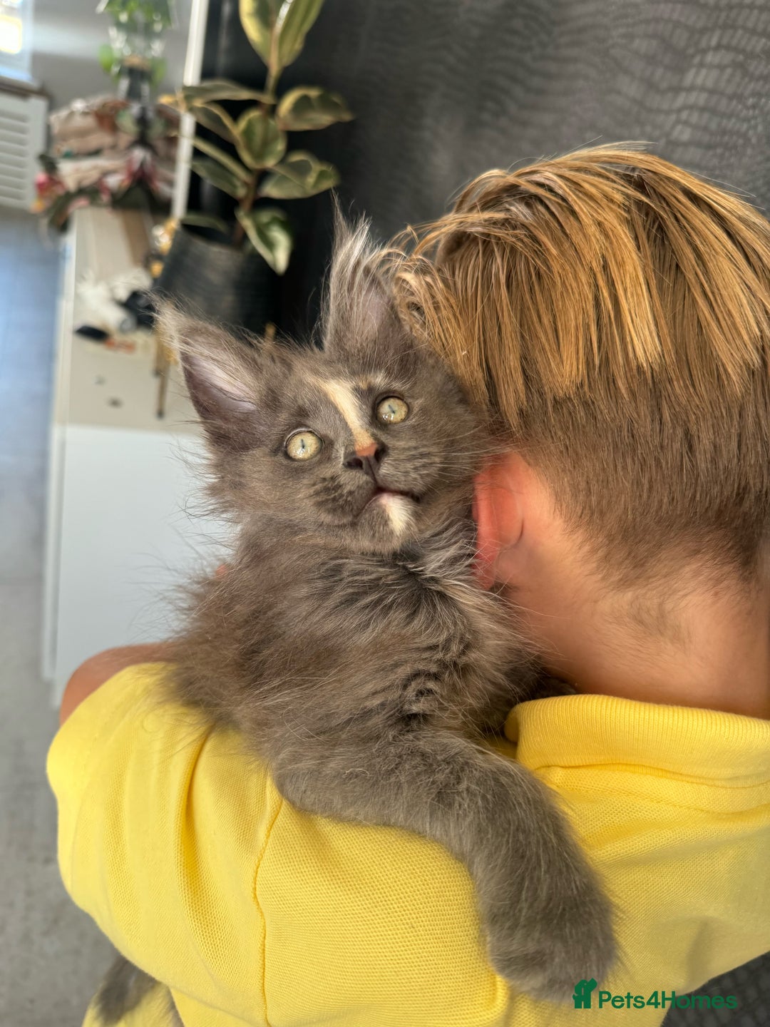 Maine Coon cats for sale: Chunky and outstanding bloodlines  in Benfleet - Image 1