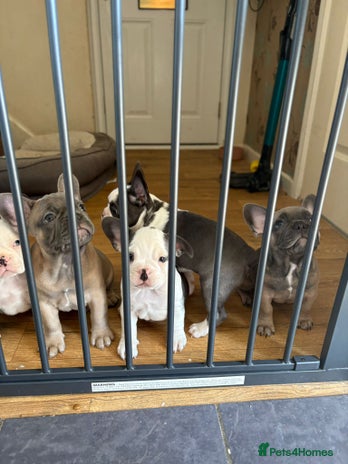 French Bulldog dogs - Advert 19