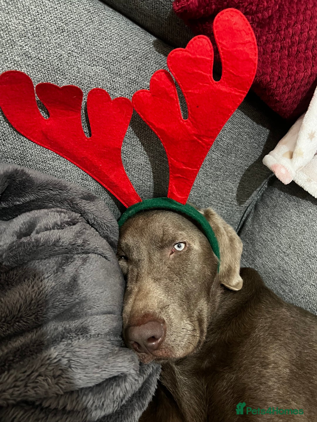 Labrador Retriever dogs for sale: Murphy  - Advert 1