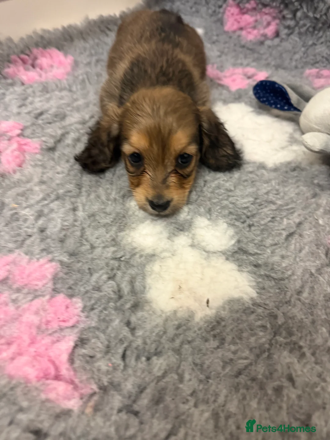 Miniature Dachshund dogs for sale: Miniature long haired Dachshund puppies Kc reg  - Advert 16