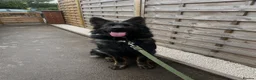 German Shepherd dogs for sale: 9 month German Shepherd for Rehome - Advert 1