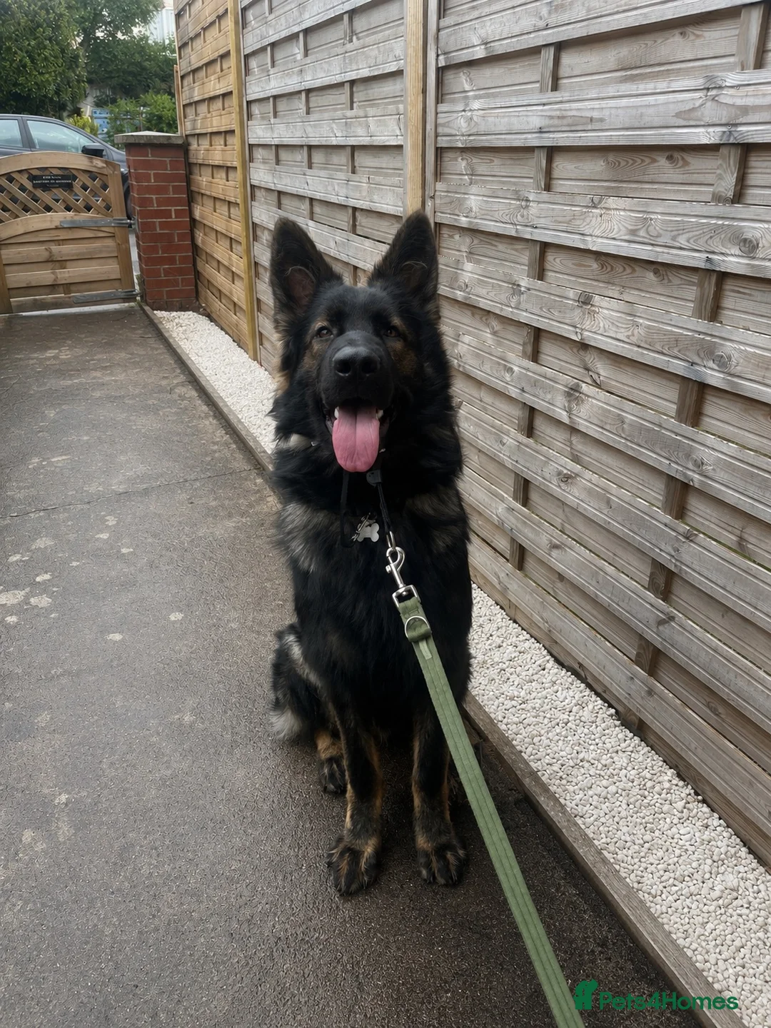 German Shepherd dogs for sale: 9 month German Shepherd for Rehome - Advert 1