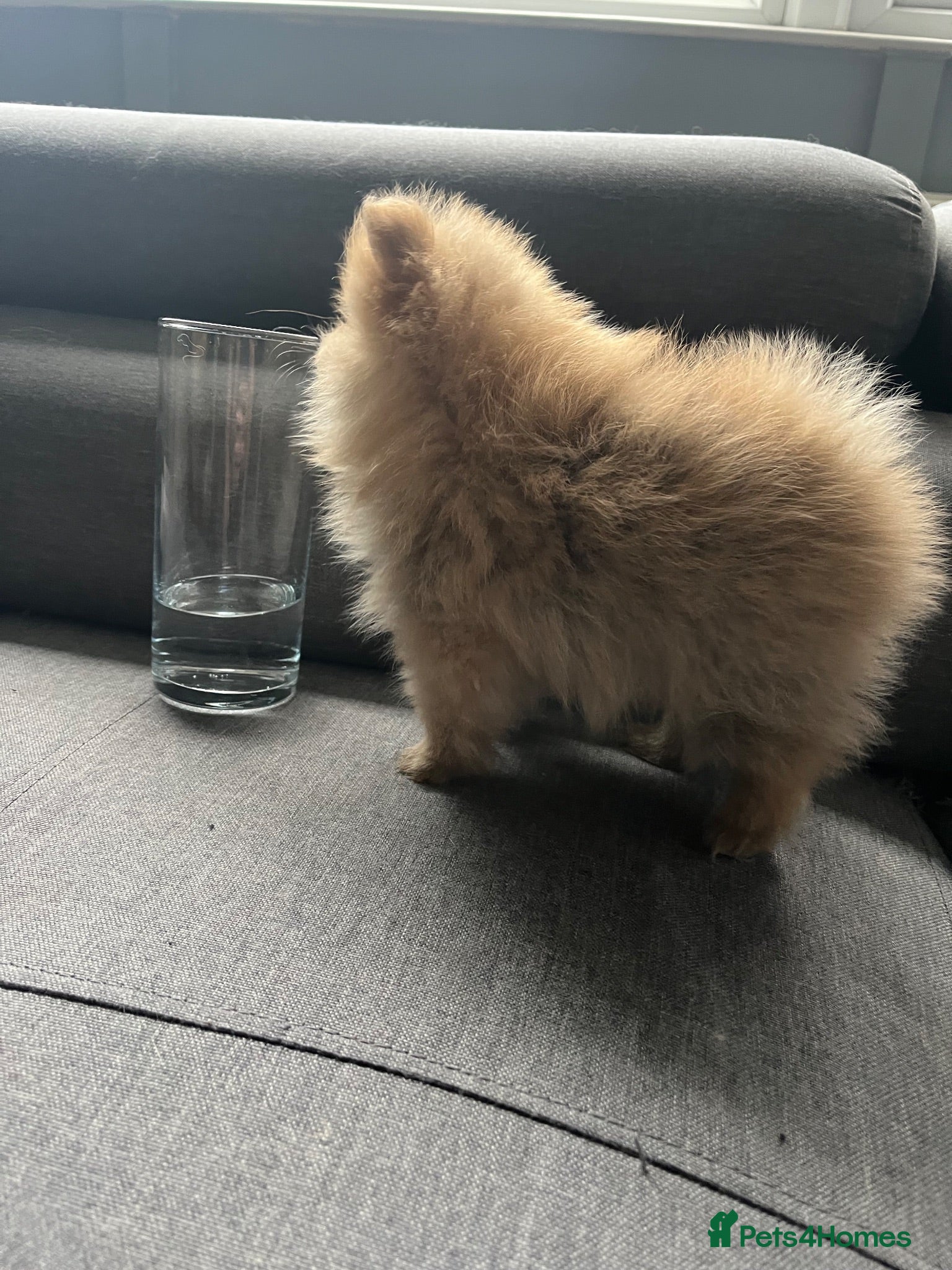 Pomeranian dogs Adorable small size Pomeranian puppies 🥰🐾🐾 - Advert 2