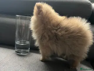 Pomeranian dogs Adorable small size Pomeranian puppies 🥰🐾🐾 - Advert 2