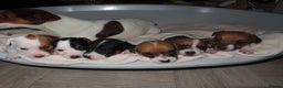 Jack Russell dogs for sale: 🐾 Traditional Jack Russel puppies 🐾 - Advert 3