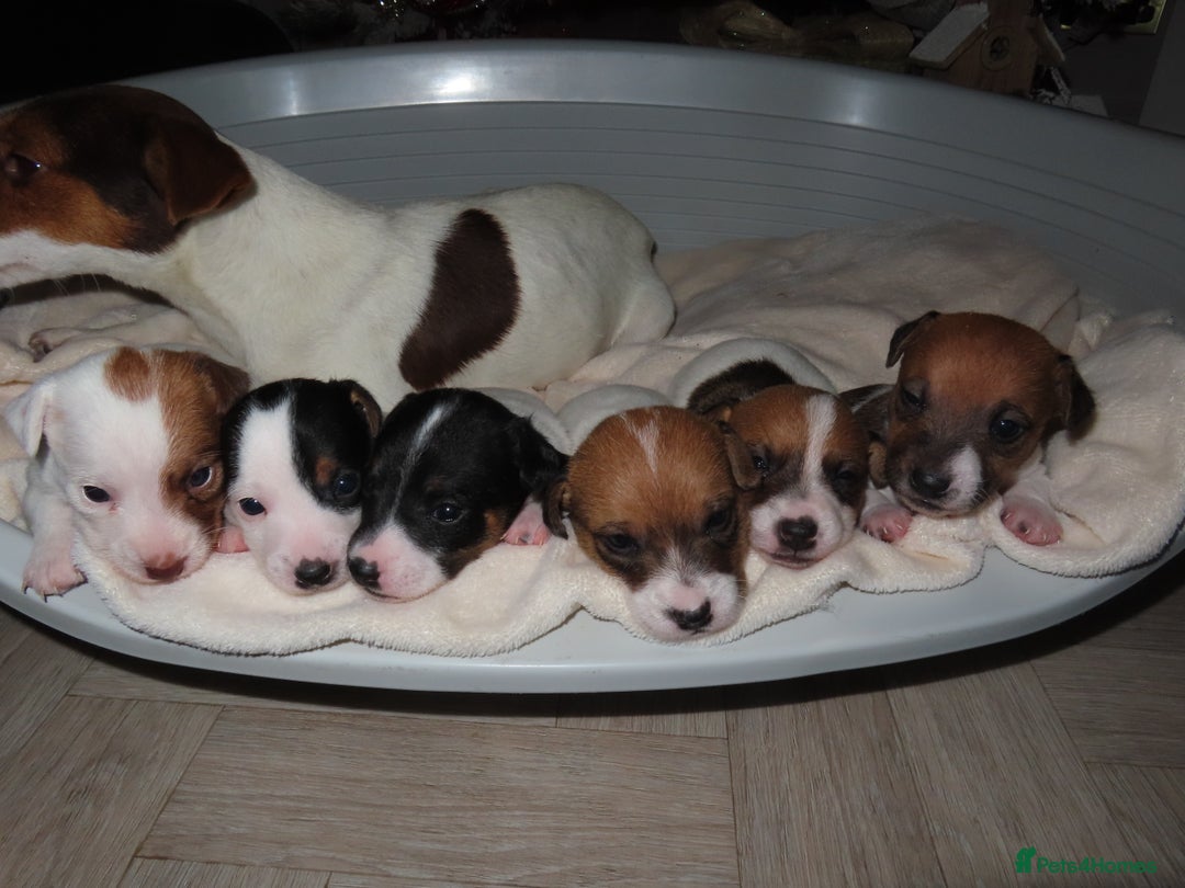 Jack Russell dogs for sale: 🐾 Traditional Jack Russel puppies 🐾 - Advert 3