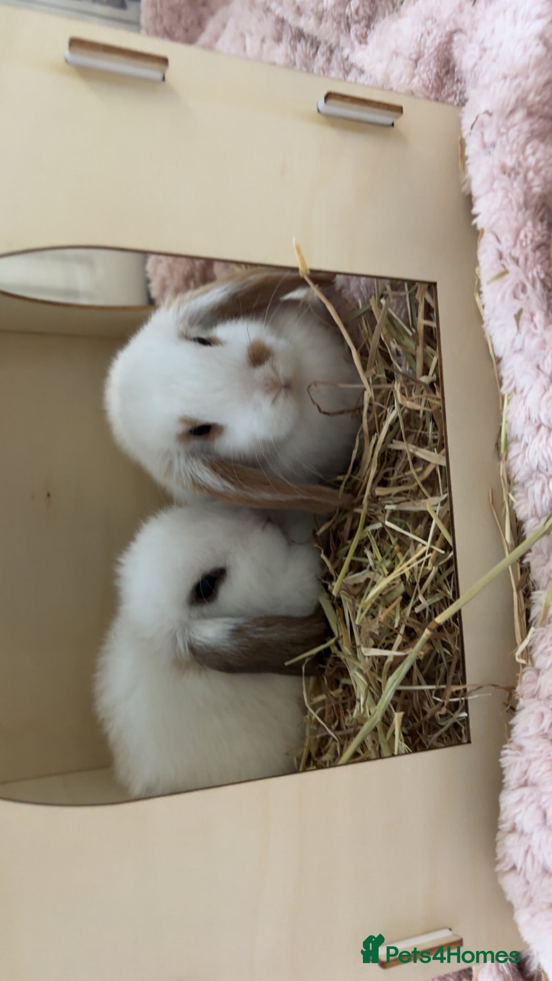 Mini Lop rabbits for sale: Mini lops - Advert 7
