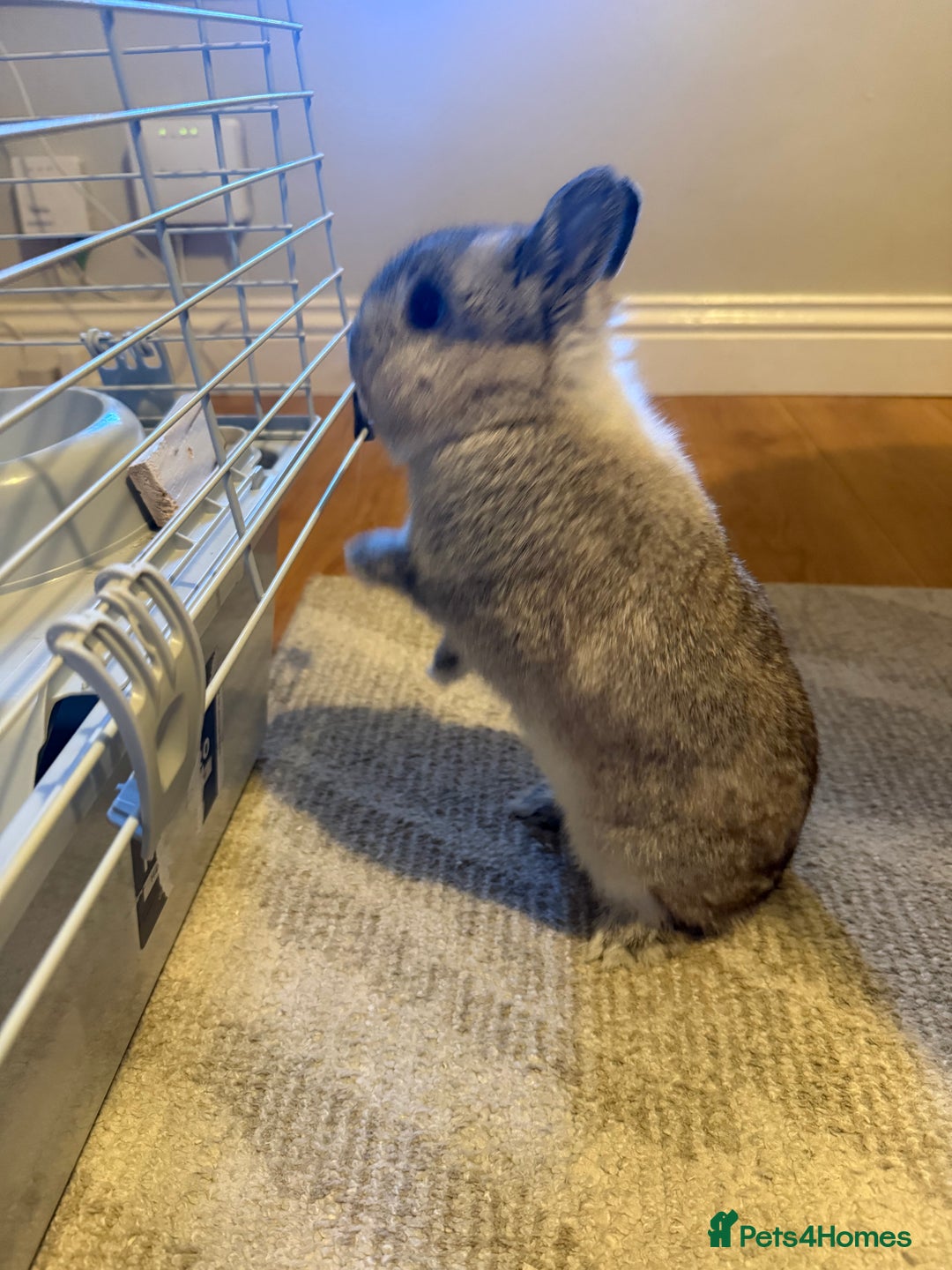 Netherland Dwarf rabbits for sale: Netherland dwarf male rabbit  - Advert 6