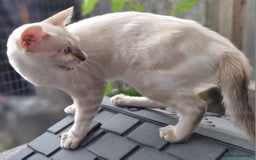 Bengal cats for sale: Pure Bengal kitten in Cheltenham - Image 9
