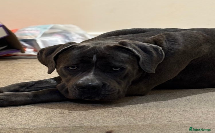Cane Corso dogs - Advert 9