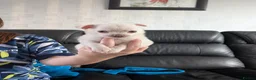 Chihuahua dogs for sale: White boy chihuahua  in Birmingham - Advert 4
