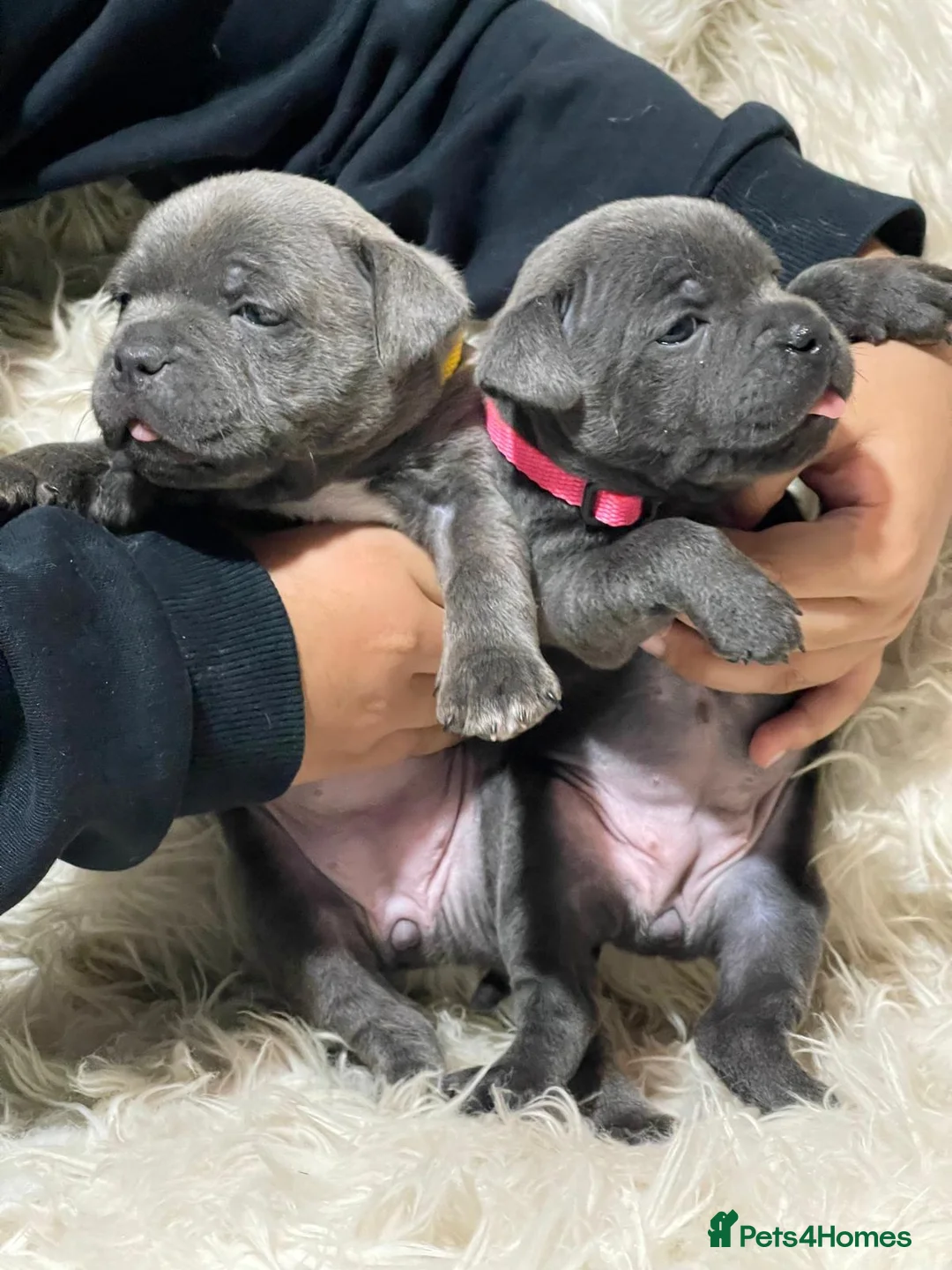 Staffordshire Bull Terrier dogs for stud: PRINCE- SOLID BLUE CHAMPION BRED in Smethwick - Advert 20