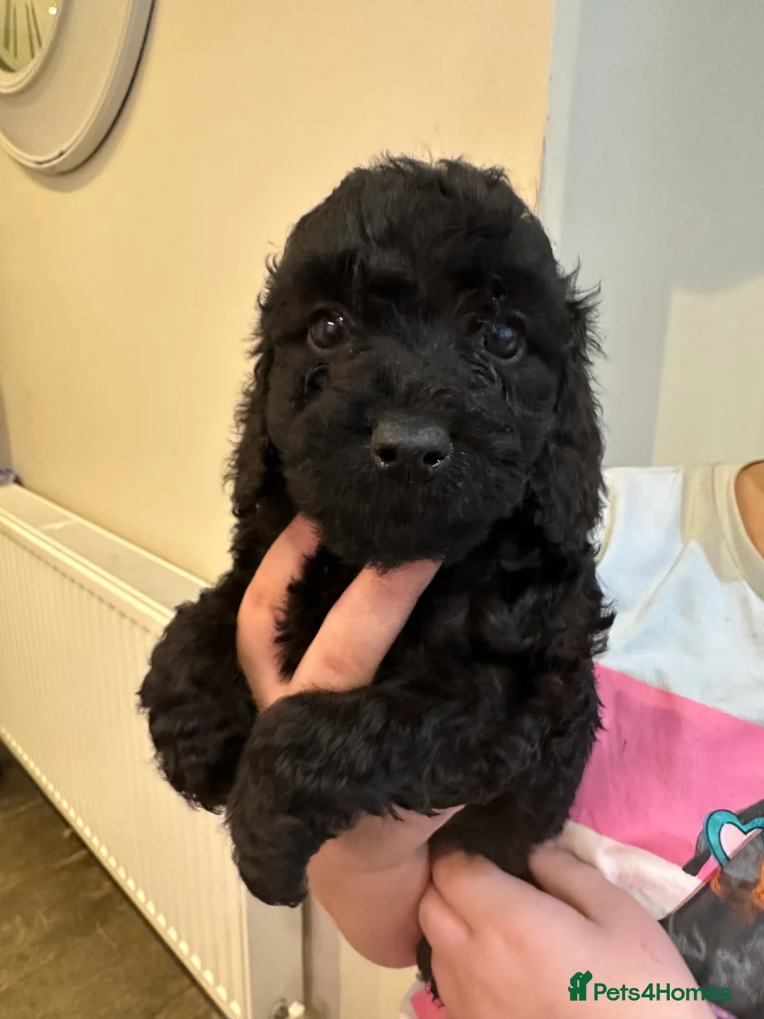 Cockapoo dogs for sale: Beautiful litter of Cockapoo Puppies - Advert 11