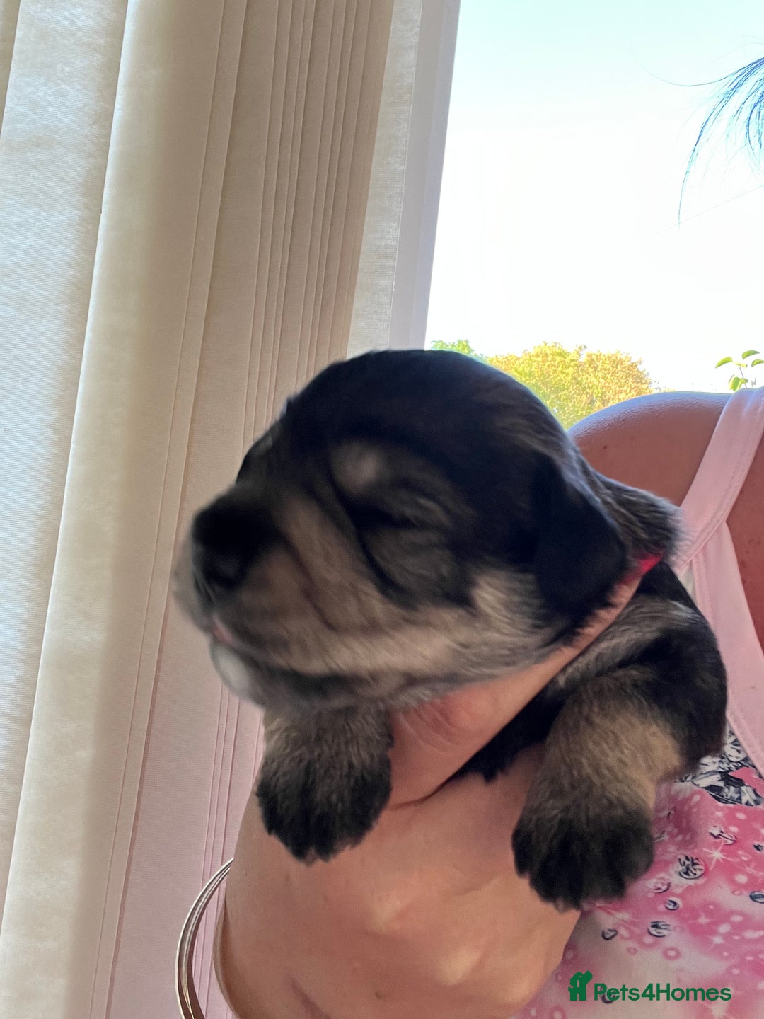 Miniature Schnauzer dogs for sale: 🐾🐶Schnauzer/Schnoodles🐶🐾 - Image 25