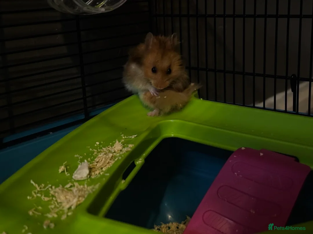 Hamster rodents for sale: Syrian hamster  in Derby - Advert 2