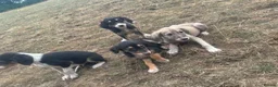Saluki dogs for sale: Saluki puppy s  - Advert 14