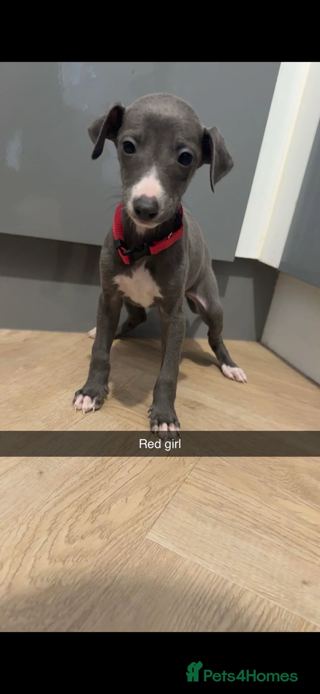 Italian Greyhound dogs for sale: Italian greyhounds ready now  - Advert 2