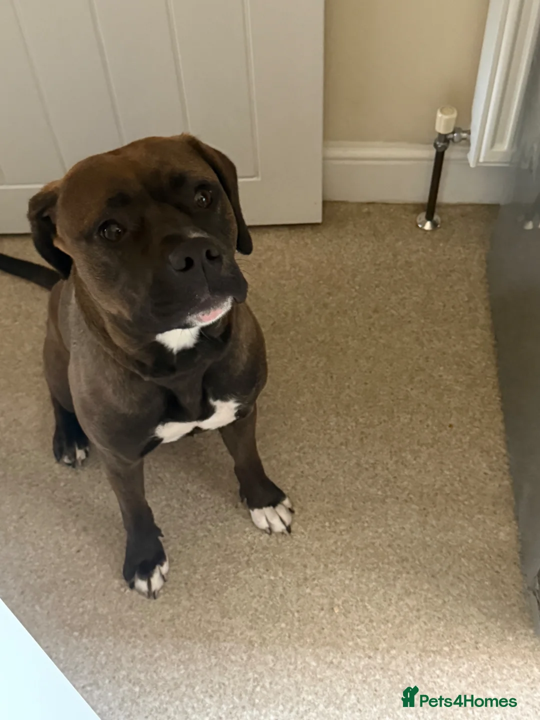 Mixed Breed dogs for sale: Dog for sale in Barnsley - Advert 5