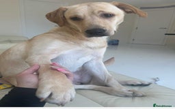 Labrador Retriever dogs for sale: Full breed Labrador retriever puppy’s  - Image 8