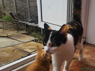 Mixed Breed cats - Advert 15