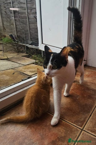 Mixed Breed cats - Advert 12