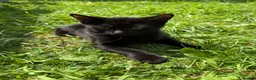 Mixed Breed cats for sale: Cute kittens  - Advert 8