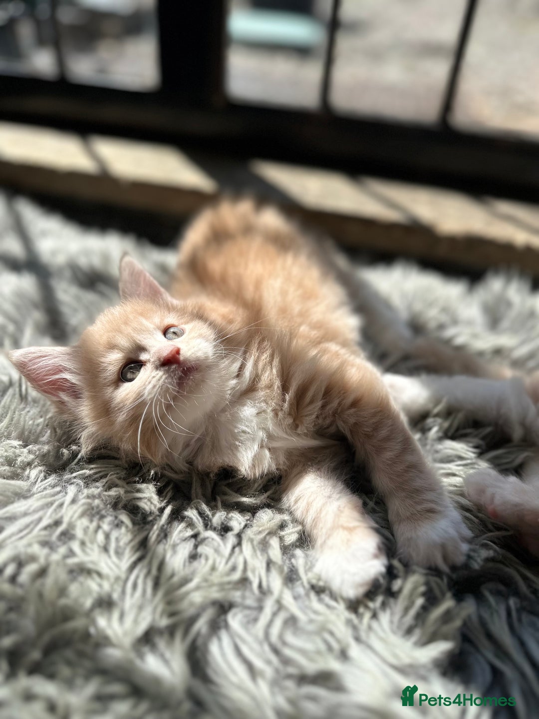 Maine Coon cats for sale: TICA registered pedigree Maine Coon kittens  - Image 12