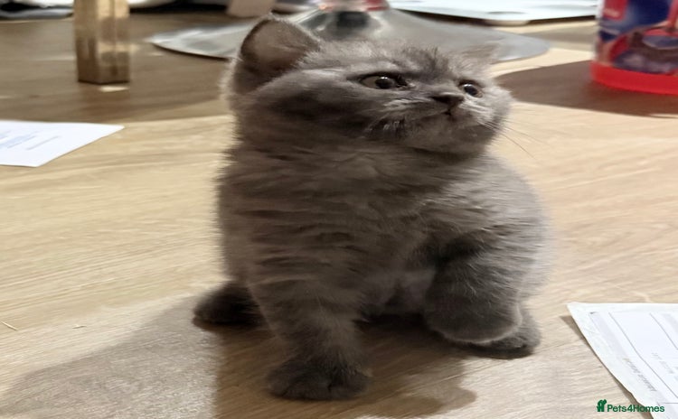 British Shorthair cats - Advert 3