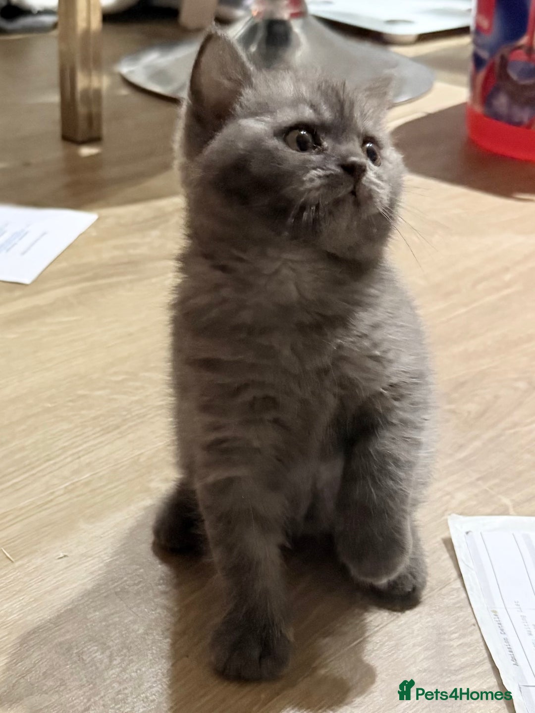 British Shorthair cats for sale: GCCF BSH Chinchilla Rare, Beautiful Kittens - Image 1