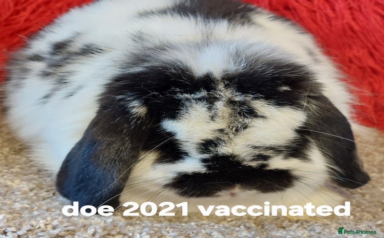 Mini Lop rabbits - Advert 1
