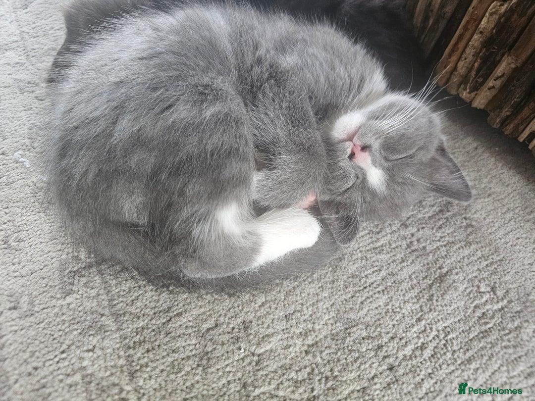 Mixed Breed cats for sale: 4 kittens looking for forever homes - Image 13