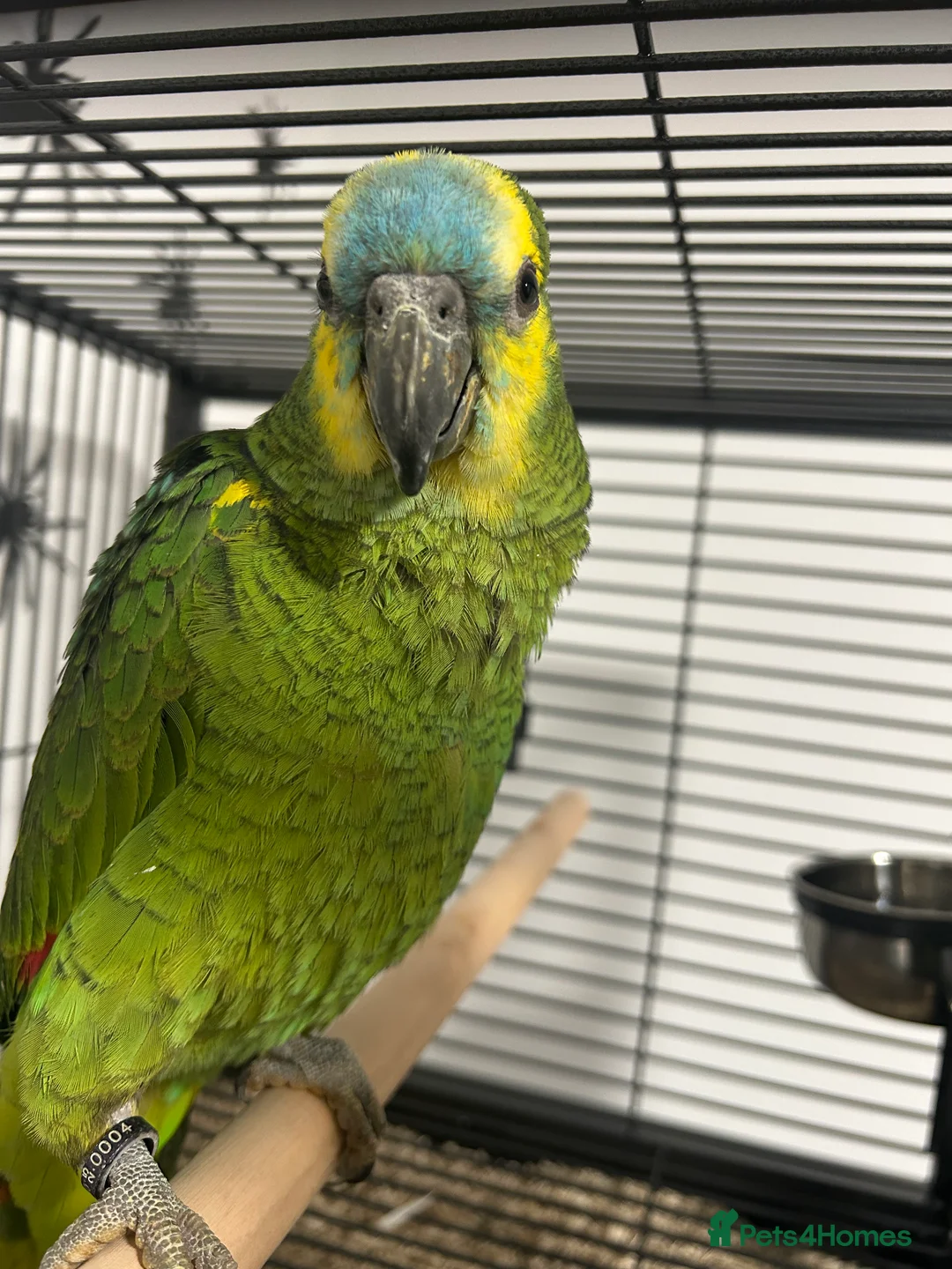 Parrots birds for sale: Hand Reared Baby Blue Fronted Amazons  - Advert 7