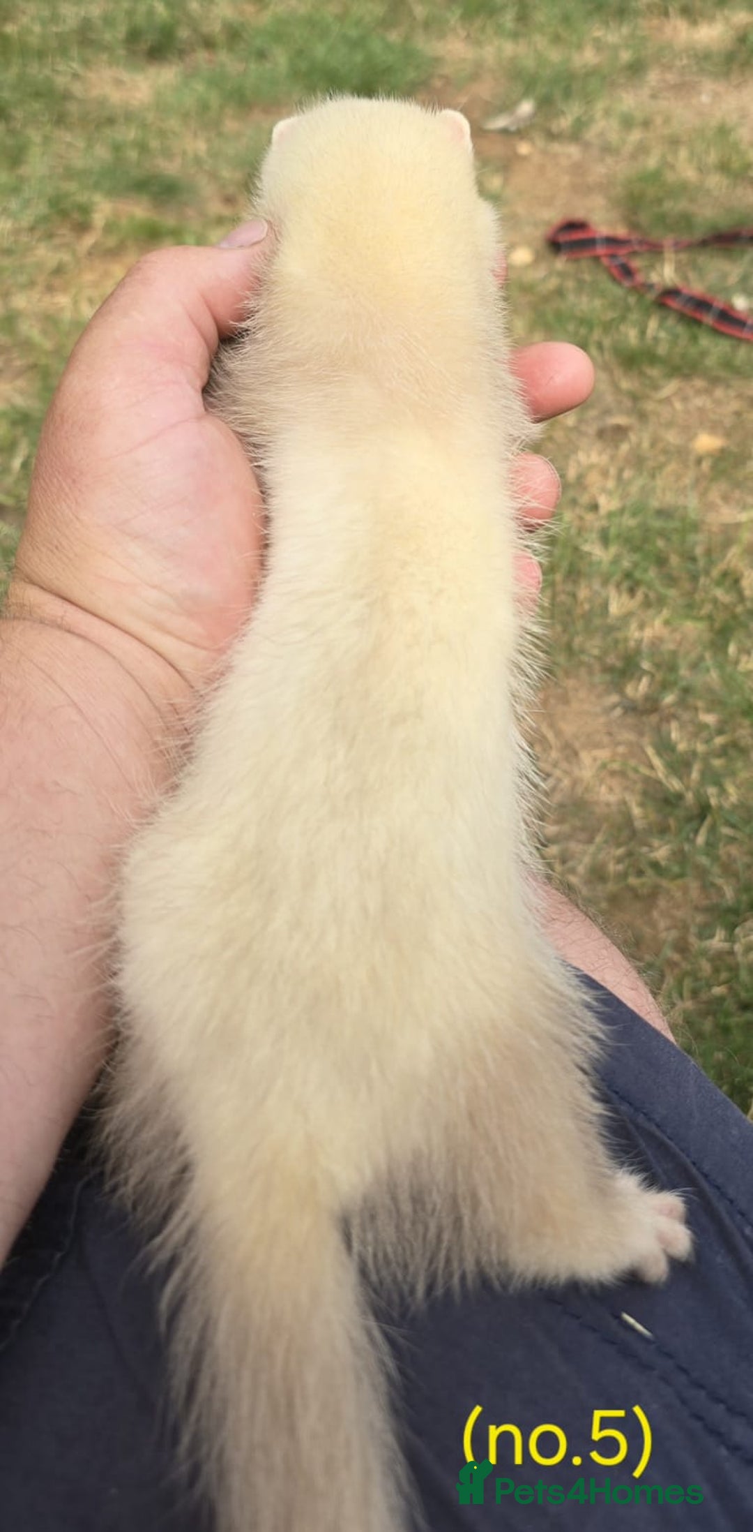 Ferret rodents for sale: Ferret kits - Image 10