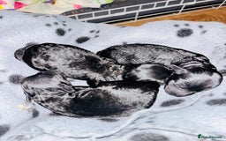 Labradoodle dogs for sale: Miniature Labradoodles - Advert 3