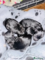 Labradoodle dogs Miniature Labradoodles - Advert 8