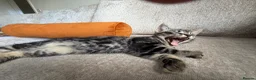Mixed Breed cats for sale: 7 beautiful kittens ready from a loving home in Huddersfield - Advert 18