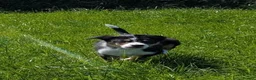 Border Collie dogs for sale: Cracking Litter of Tri Coloured Collies For Sale - Advert 9