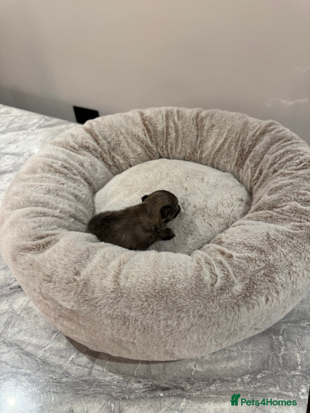 Pomeranian dogs for sale: Teddy Bear Pomerians  - Advert 10