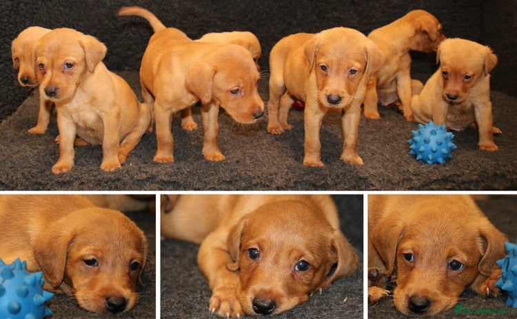 Labrador Retriever dogs - Advert 1