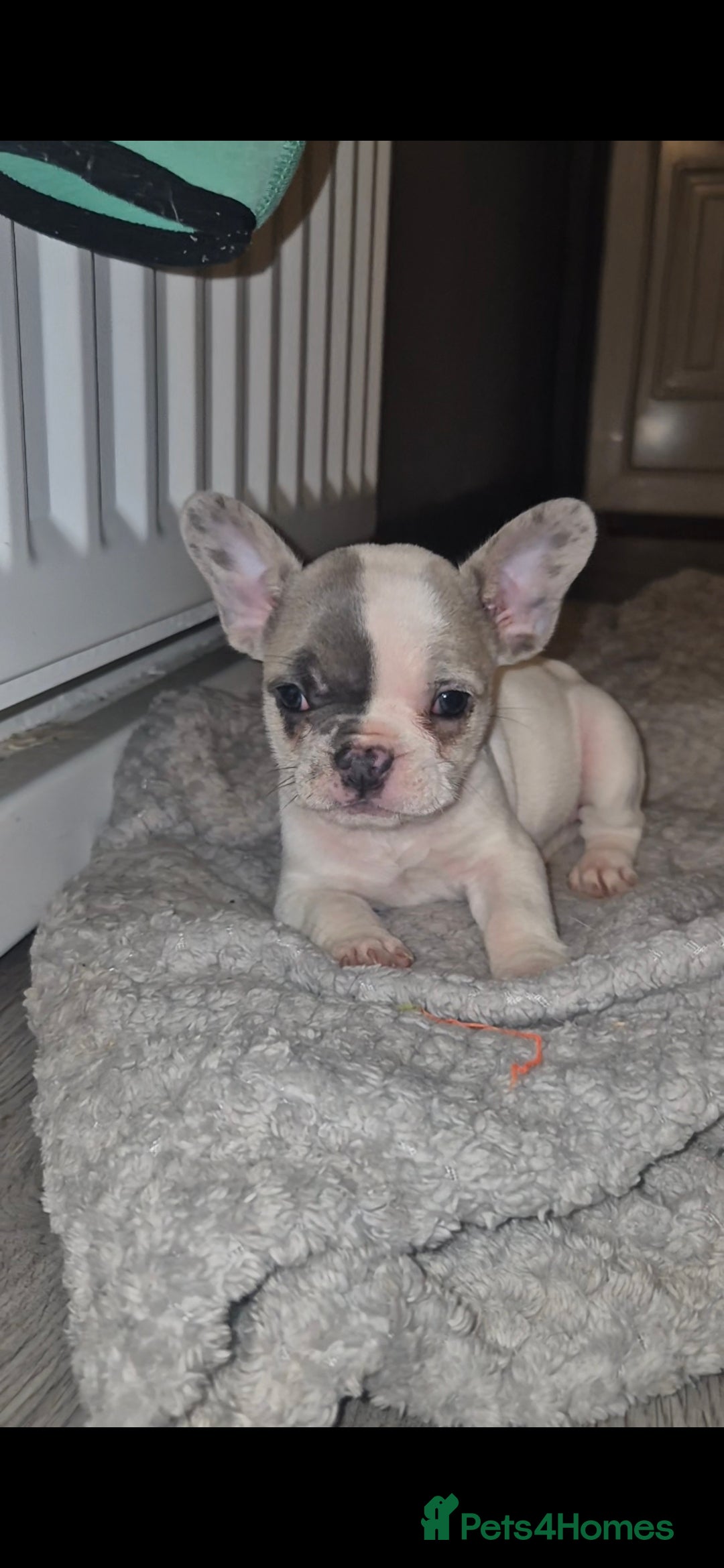 French Bulldog dogs for sale: 5 french bulldogs left!! Ready now! - Advert 14